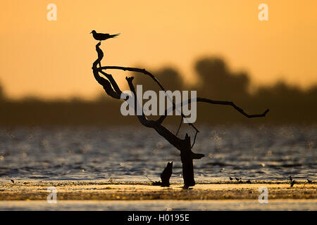 Tern (Sterna spec.), sitzt auf einem toten Baum im Wasser, in der Dämmerung, Rumänien, Donaudelta Stockfoto