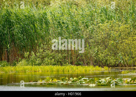 Reed Gras, Schilf (Phragmites communis, Phragmites australis), Vegetation im Donaudelta, Rumänien, Donaudelta Stockfoto