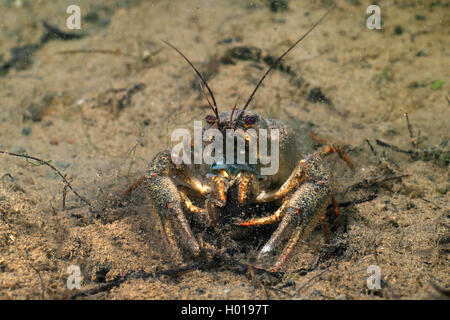 Lange Dohlenkrebs (Astacus leptodactylus), das sich unten, Rumänien, Donaudelta Stockfoto