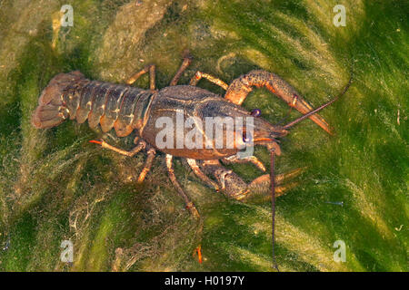 Lange Dohlenkrebs (Astacus leptodactylus), auf einem Stein mit Algen, Rumänien, Donaudelta Stockfoto