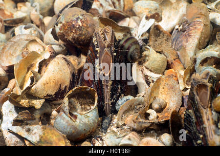 Muscheln, Muscheln (Bivalvia), verschiedenen Muscheln im Donaudelta, Rumänien, Donaudelta Stockfoto