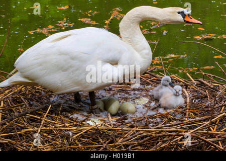Höckerschwan (Cygnus olor), Mute swan mit zwei Küken und Eiern im Nest, Schweiz, Bodensee Stockfoto