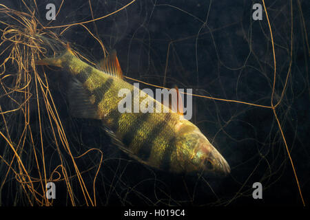Barsch, Zander, redfin Barsch (Perca fluviatilis), toten Barsch in einem Netz, Seitenansicht unter Wasser, Rumänien, Donaudelta Stockfoto