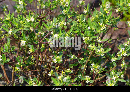 Alpine Daphne (Daphne alpinum), blühende, Österreich Stockfoto