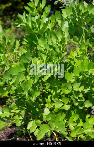 Garten Liebstöckel, Blase Samen (Levisticum officinale), junge Blätter Stockfoto
