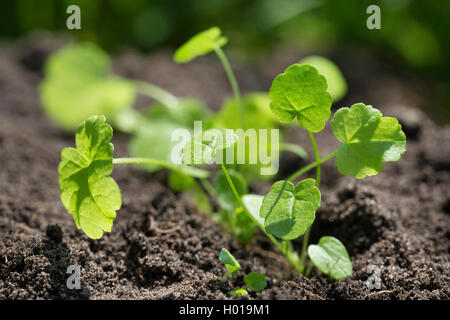 Moschus Malve (Malva moschata Moschus cheeseweed), Junge Blätter, Deutschland Stockfoto