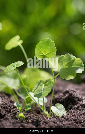 Moschus Malve (Malva moschata Moschus cheeseweed), Junge Blätter, Deutschland Stockfoto