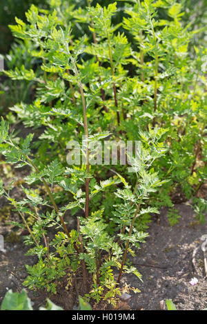 Featherfew, Mutterkraut, Feder- blatt Rainfarn (Tanacetum parthenium, Chrysanthemum parthenium), Junge Blätter, Deutschland Stockfoto