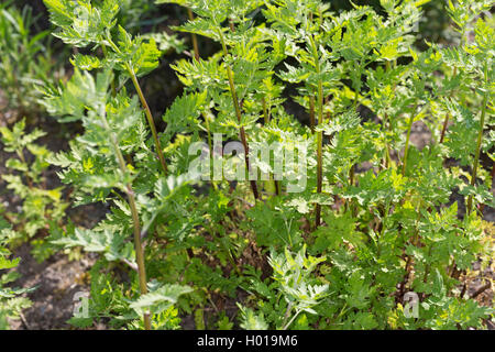 Featherfew, Mutterkraut, Feder- blatt Rainfarn (Tanacetum parthenium, Chrysanthemum parthenium), Junge Blätter, Deutschland Stockfoto