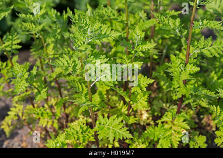 Featherfew, Mutterkraut, Feder- blatt Rainfarn (Tanacetum parthenium, Chrysanthemum parthenium), Junge Blätter, Deutschland Stockfoto