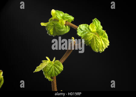 Korkenzieher Hasel, gemeinsame Hasel (Corylus avellana 'Contorta' Corylus avellana Contorta), schießen Blätter Stockfoto