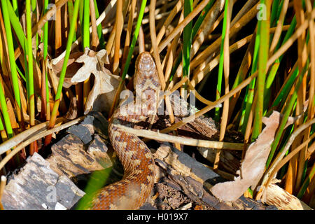 Addierer, gemeinsame Viper, gemeinsamen europäischen Viper, gemeinsame Viper (Vipera berus), ruht in Binsen, Deutschland, Niedersachsen, Huvenhoopsmoor Stockfoto