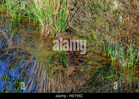 Eilt im Moor Teich, Deutschland, Niedersachsen, Huvenhoopsmoor Stockfoto