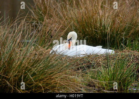 Höckerschwan (Cygnus olor), sitzt auf seinem Nest, Deutschland, Nordrhein-Westfalen Stockfoto