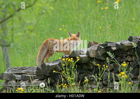 Red Fox (Vulpes vulpes), steht auf einem Stapel Holz, Schweiz Stockfoto