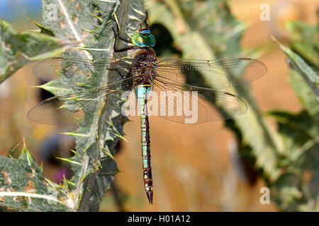 Weniger emperor Dragonfly (Anax parthenope), männlich, Rumänien Stockfoto
