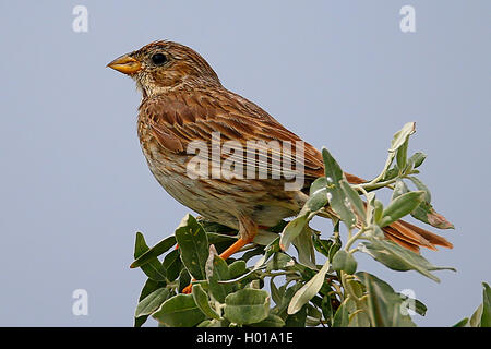 Corn Bunting (Emberiza Calandra, Miliaria calandra), sitzt auf einem Ast, Rumänien Stockfoto