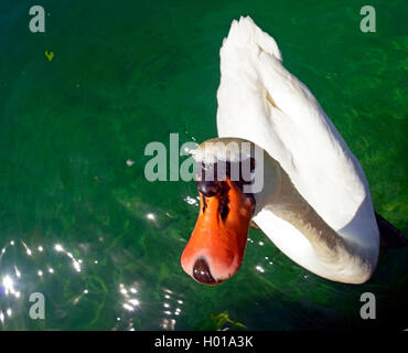 Höckerschwan (Cygnus olor), Schwimmen Swan, Frankreich Stockfoto