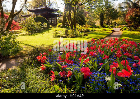 Azalea (Azalea spec.), Japanischer Garten Leverkusen mit Tee Haus im Frühjahr, Tulpen und Vergissmeinnicht im Vordergrund, Deutschland, Nordrhein-Westfalen, Bergisches Land, Leverkusen Stockfoto