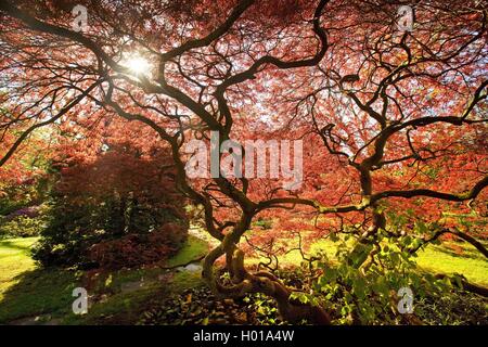 Japanischer Ahorn (Acer palmatum), Japanischer Garten Leverkusen im Frühjahr, Deutschland, Nordrhein-Westfalen, Bergisches Land, Leverkusen Stockfoto