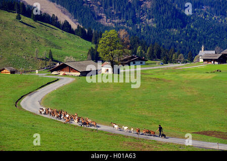 Die Ziege (Capra Hircus, Capra aegagrus f. hircus), Herde von Ziegen auf Mountain Road, Frankreich, Haute-Savoie, La Clusaz Stockfoto