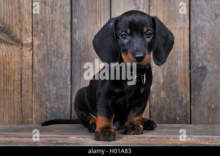 Kurzhaarige Dackel, Kurzhaarige wurst Hund, Haushund (Canis lupus f. familiaris), Welpe sitzt vor einem Holzbrett, Vorderansicht Stockfoto