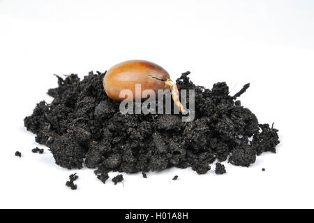 Türkei Eiche (Quercus cerris), keimende Eichel auf Boden, Ausschneiden, Deutschland Stockfoto