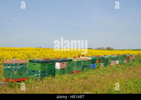 Westlichen Honigbiene, Europaeische Honigbiene, Magazinbeuten, Wanderstaende ein Ei, Gemeine Honigbiene (Apis Mellifera Mellifera) Stockfoto