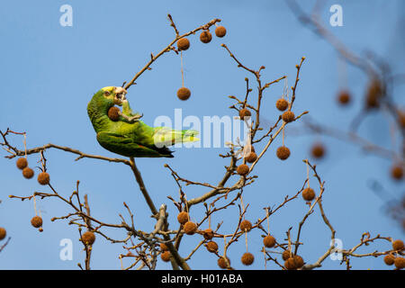 Yellow-headed Amazon (Amazona oratrix), auf einer Pappel Zweig, Deutschland, Baden-Wuerttemberg, Stuttgart, Rosensteinpark Stockfoto