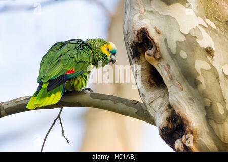 Blue-fronted Amazon (Amazona aestiva), sitzend auf einem Zweig vor dem Baum Bohrung Stockfoto