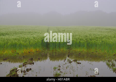 Gerste (Hordeum vulgare), Pfütze nach starkem Regen auf einem Gerstenfeld, Deutschland, Nordrhein-Westfalen, Ruhrgebiet, Castrop-Rauxel Stockfoto