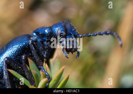 Öl Käfer, schwarzes Öl Käfer (Meloe proscarabaeus), weiblich, Seitenansicht Stockfoto