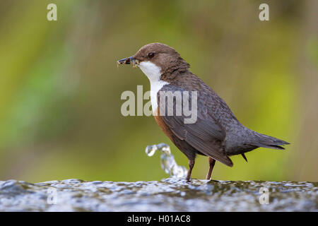 Pendelarm (Cinclus cinclus), auf einem Stein saß mit Beute im Schnabel, Deutschland Stockfoto