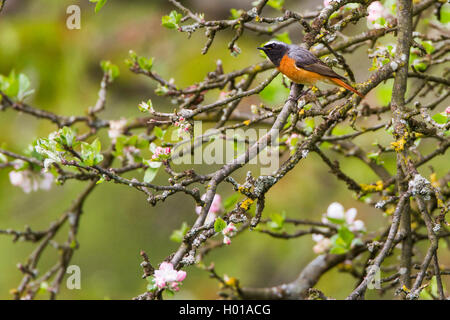 Common redstart (Phoenicurus phoenicurus), männlich Sitzen auf einem Apfelbaum, Deutschland Stockfoto