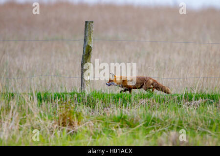 Red Fox (Vulpes vulpes), careering mit Beute in der Rechnung entlang einer weide zaun, Seitenansicht, Deutschland, Schleswig-Holstein Stockfoto