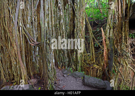 Feigenbaum (Ficus spec.), luftwurzeln von einem Feigenbaum in Holy Spring Tempel, Indonesien, Bali, Ubud Stockfoto