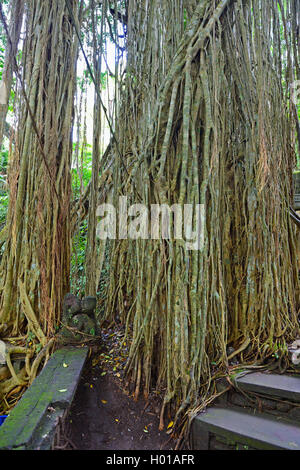 Feigenbaum (Ficus spec.), luftwurzeln von einem Feigenbaum in Holy Spring Tempel, Indonesien, Bali, Ubud Stockfoto