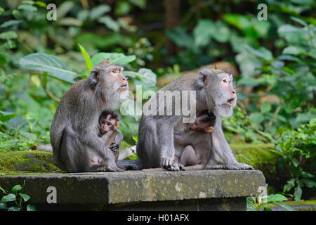 Krabbe - Essen Makaken, Java Makaken, Longtailed Makaken (Macaca fascicularis Macaca, irus), Makaken mit jungen Tieren sitzen im Affenwald von Ubud, Indonesien, Bali, Ubud Stockfoto