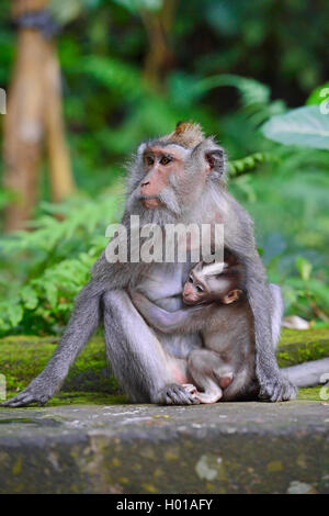 Krabbe - Essen Makaken, Java Makaken, Longtailed Makaken (Macaca fascicularis Macaca, irus), Makaken mit jungen Tier im Affenwald von Ubud, Indonesien, Bali, Ubud sitzen Stockfoto