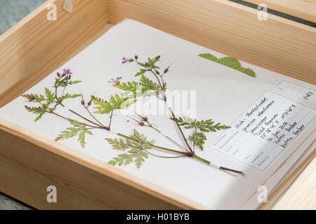 Kraut Robert, Red Robin, Tod Komm schnell, Robert Geranium (Geranium robertianum, Robertiella Robertiana), bereit, herbarium Blatt in einer Box, Deutschland Stockfoto