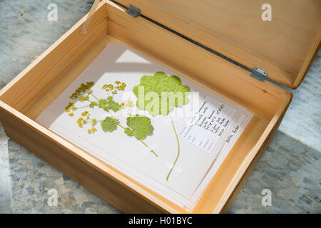 Frauenmantel (Alchemilla Mollis), bereit, herbarium Blatt in einer Box, Deutschland Stockfoto