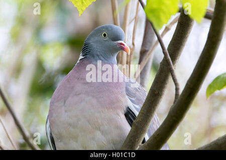 Ringeltaube (Columba palumbus), sitzt auf einem Baum, Deutschland Stockfoto