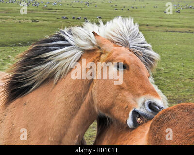 Fjordpferde, Norwegisch Pferd (Equus przewalskii f. caballus), Fjord Pferde paar Grooming, Deutschland, Schleswig-Holstein, Friesland, im Norden halli Hooge Stockfoto