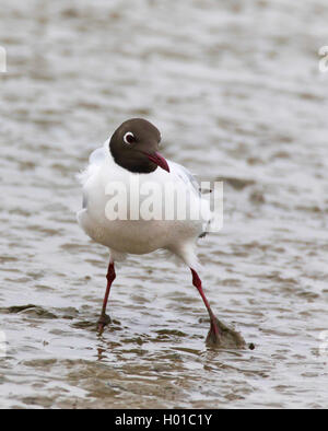 Lachmöwe (Larus ridibundus, Chroicocephalus ridibundus), schwarz - Möwe im Wattenmeer an der Spitze, Deutschland, Schleswig-Holstein, Friesland, Hallig Hooge Stockfoto