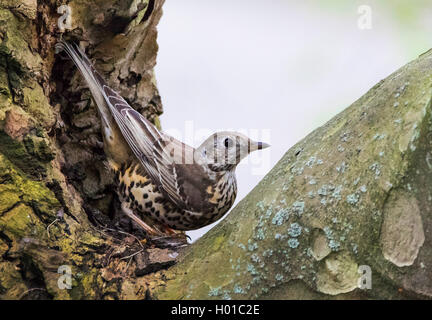 (Turdus viscivorus mistle Thrush), in der Astgabel, Deutschland Stockfoto