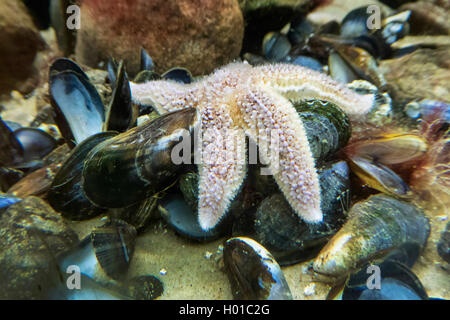 Gemeinsame Seesterne, gemeinsamen Europäischen seastar (Asterias Rubens), Stern Fisch auf Miesmuscheln, Deutschland Stockfoto