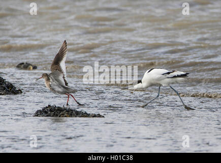 Pied Säbelschnäbler (Recurvirostra Avosetta), pied Avocet jagt Rotschenkel, Deutschland, Schleswig-Holstein, Hooge Stockfoto