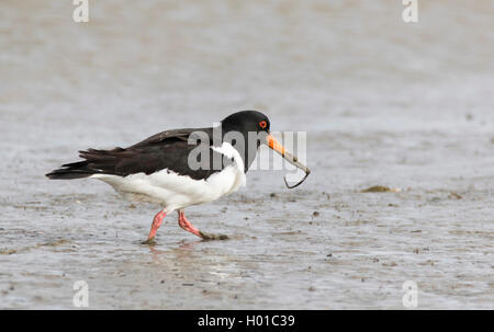 Paläarktis Austernfischer (Haematopus ostralegus), Austernfischer mit Raub, Deutschland, Schleswig-Holstein, Friesland, Hallig Hooge Stockfoto