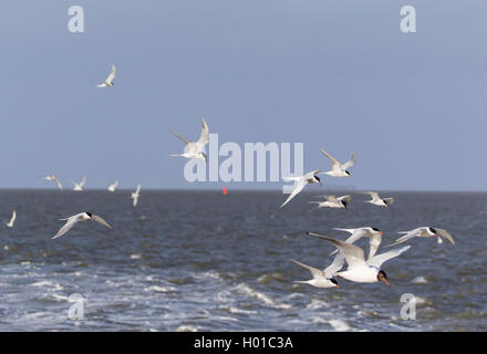 Lachmöwe (Larus ridibundus, Chroicocephalus ridibundus), Seeschwalben und Möwen folgen, Schiff, Deutschland, Schleswig-Holstein, Friesland, Hallig Hooge Stockfoto