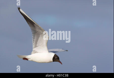 Lachmöwe (Larus ridibundus, Chroicocephalus ridibundus), Lachmöwe im Flug, Deutschland, Schleswig-Holstein Stockfoto